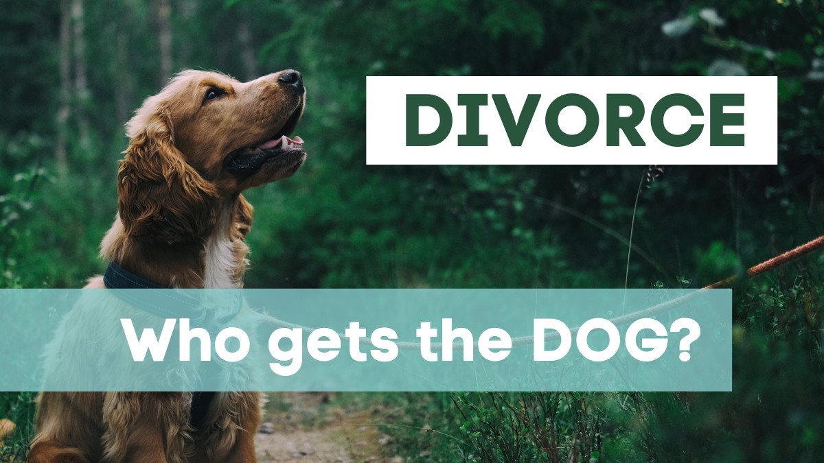 Who gets the dog after divorce